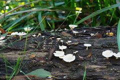 Clitocybe semiocculta