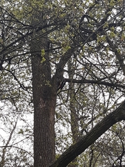 Dendrocopos major