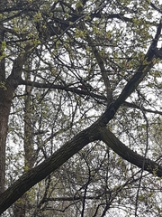 Dendrocopos major