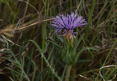 Carthamus mitissimus
