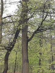 Dendrocopos major