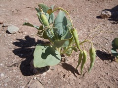 Cycladenia humilis jonesii