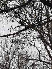 Parus major