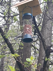 Parus major