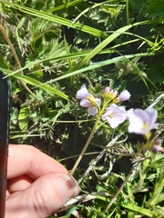 Cardamine pratensis