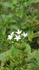 Pentas micrantha