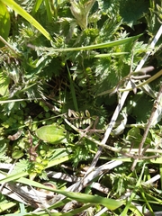 Cardamine pratensis