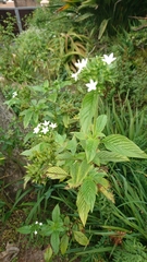 Pentas micrantha