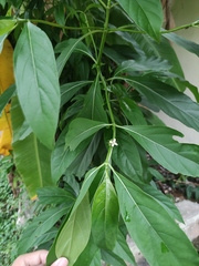 Morinda citrifolia