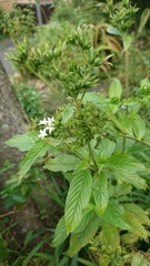 Pentas micrantha