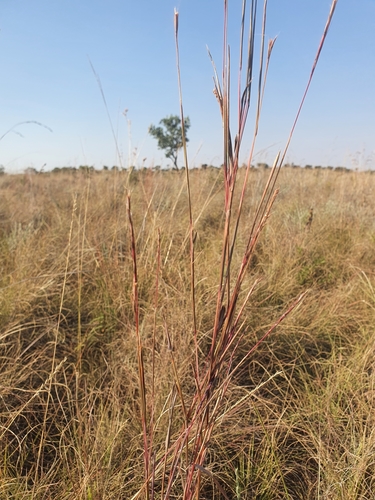 Schizachyrium sanguineum