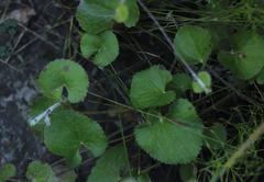Centella eriantha