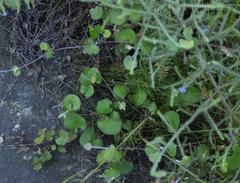 Centella eriantha