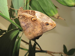 Opsiphanes invirae