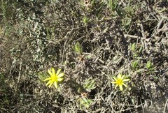 Cullumia aculeata sublanata