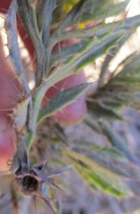 Cullumia aculeata sublanata