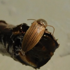 Agriotes sputator