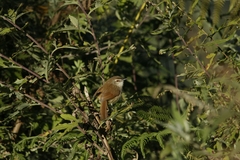 Prinia rufescens