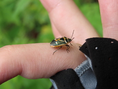Eurydema gebleri