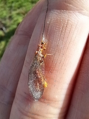 Dictyochrysa fulva