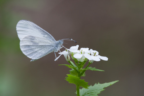 Wood White