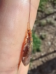 Dictyochrysa fulva