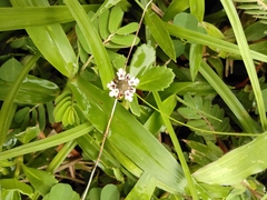 Phyla nodiflora