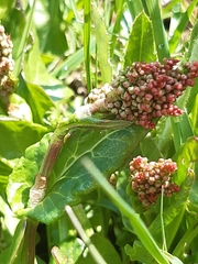 Rumex acetosa