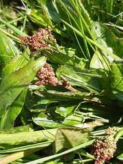 Rumex acetosa