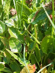 Rumex acetosa