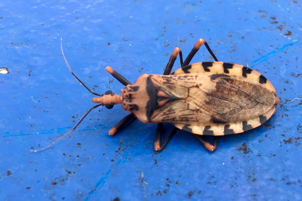 Panstrongylus geniculatus