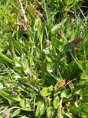 Rumex acetosa