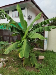 Musa