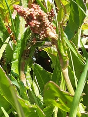 Rumex acetosa