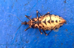 Panstrongylus geniculatus