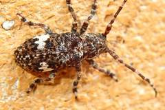 Pterolophia persimilis