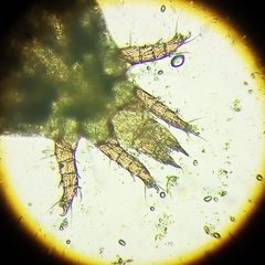 Acaridae