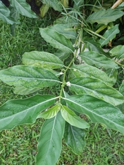 Morinda citrifolia