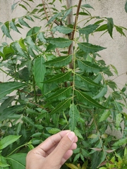 Azadirachta indica