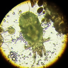 Acaridae