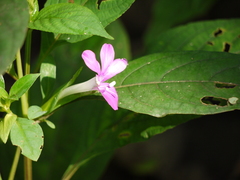 Barleria prattensis
