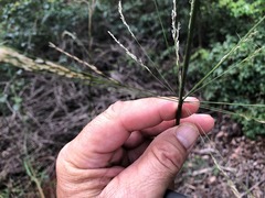 Austrostipa verticillata