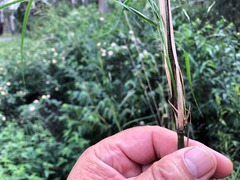 Austrostipa verticillata