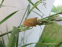 Lelia decempunctata