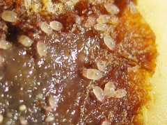 Acaridae