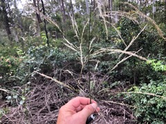 Austrostipa verticillata