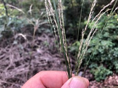 Austrostipa verticillata