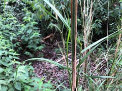 Austrostipa verticillata