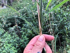 Austrostipa verticillata