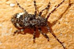 Pterolophia persimilis